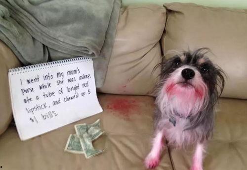 雪可爱爆料陈死狗视频,真相大白引热议 第2张 雪可爱爆料陈死狗视频,真相大白引热议 第2张